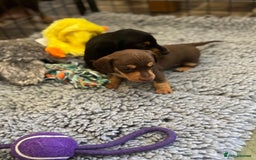Miniature Dachshund dogs for sale: Gorgeous KC reg miniature Dachshund puppies  - Image 23