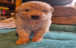 German Shepherd dogs for sale: KC German Shepherd Puppies Blue, White & Black/Tan - Image 10