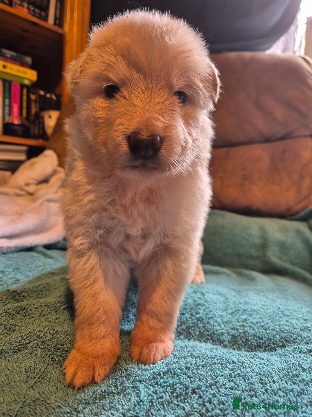 German Shepherd dogs for sale: KC German Shepherd Puppies Blue, White & Black/Tan - Image 10