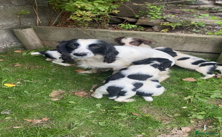 English Springer Spaniel dogs - Advert 1