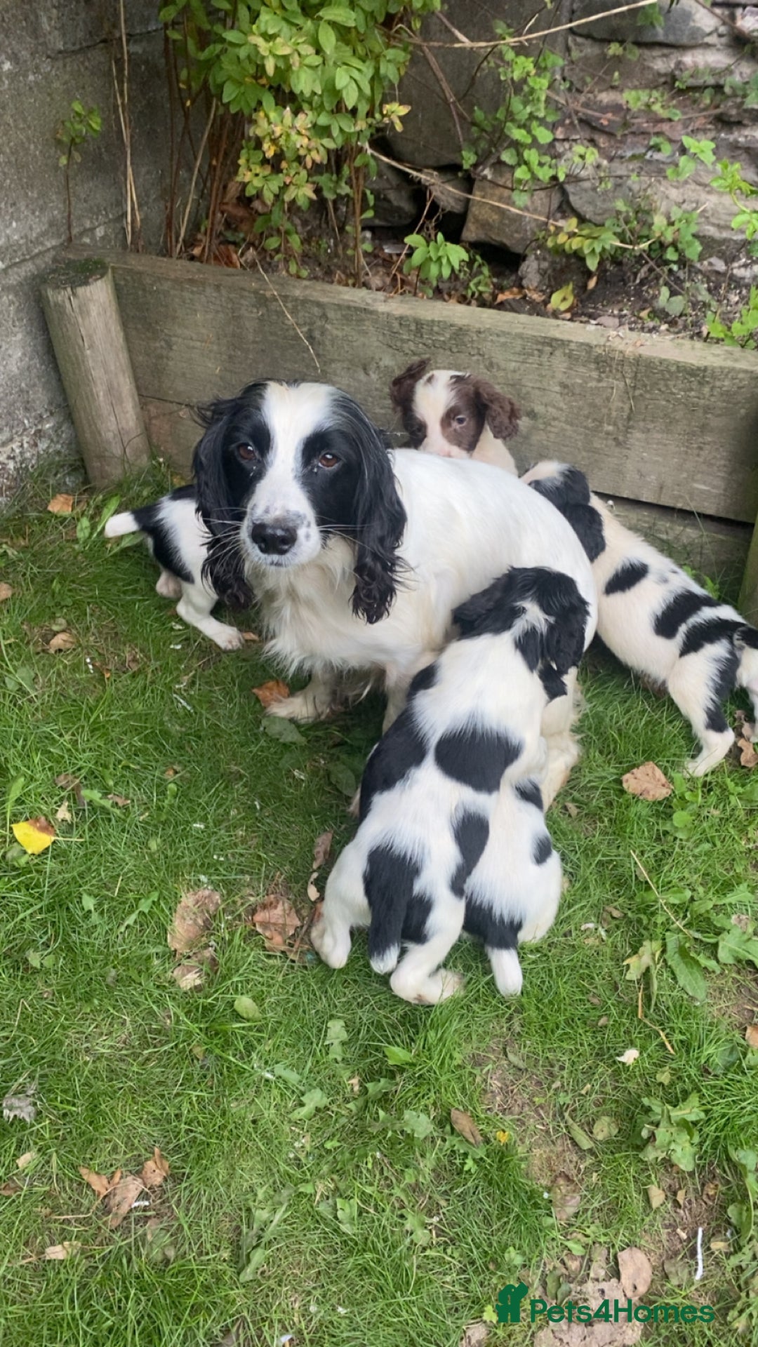 English Springer Spaniel dogs for sale: English springer spaniel puppies  - Image 1