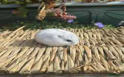 Hamster rodents for sale: Female Dwarf Hamster  - Image 1