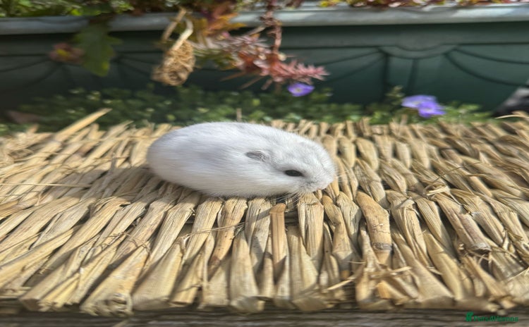 Hamster rodents - Advert 2