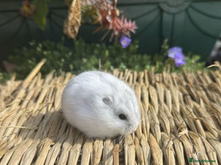 Hamster rodents - Advert 9