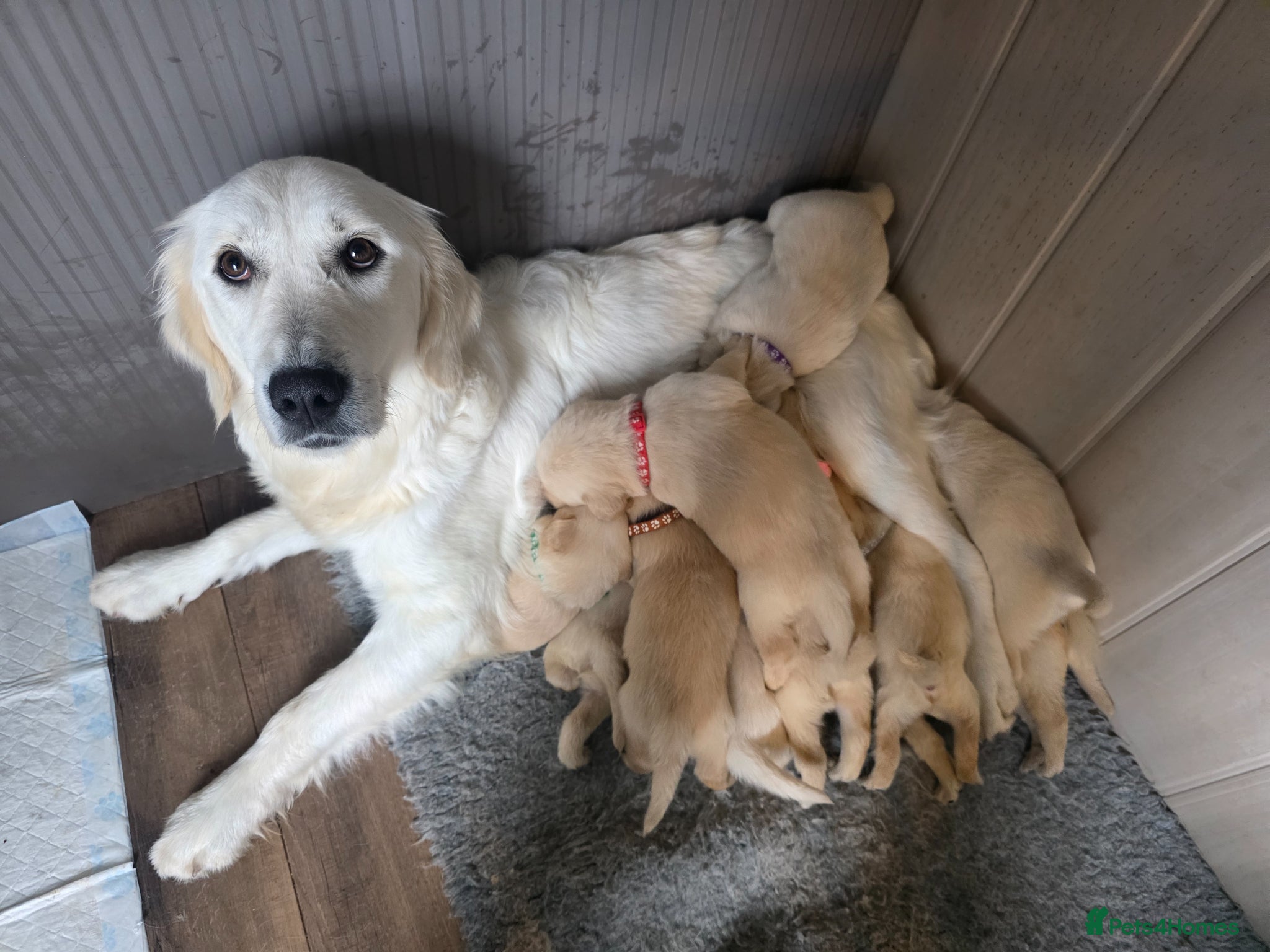 Goldador dogs for sale: retreiver puppys in Newport-on-Tay - Advert 1