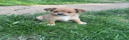 Mixed Breed dogs for sale: Gorgeous, sociable, home bred pups  in Manchester - Advert 5