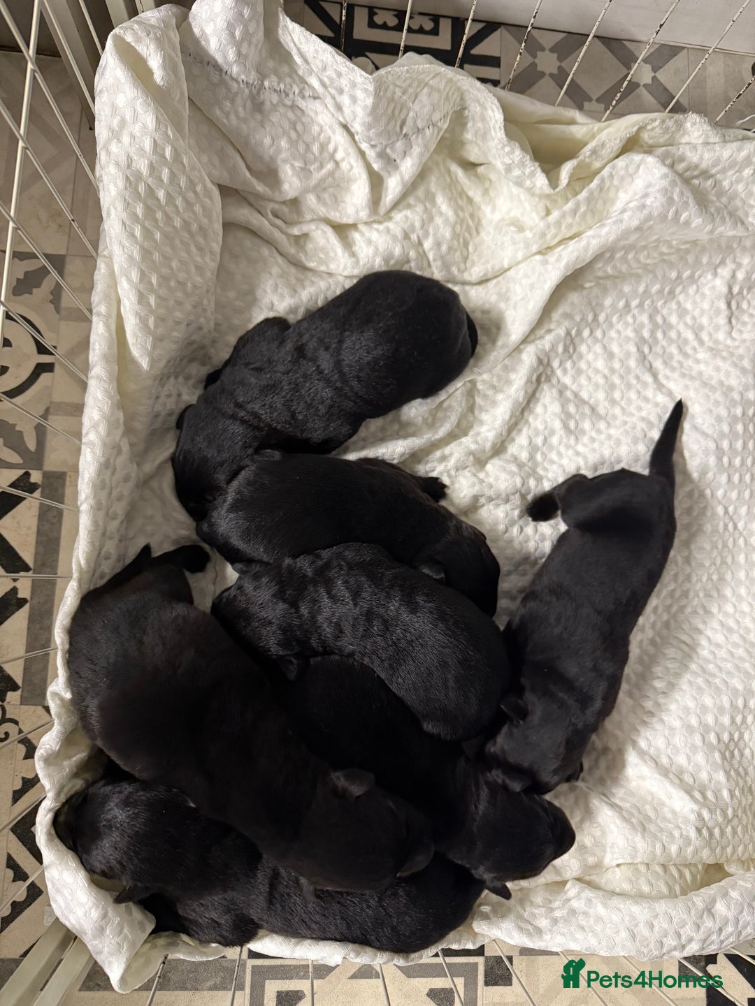 Mixed Breed dogs for sale: Labrador x German Shepard puppies  - Advert 3