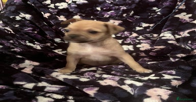 Mixed Breed dogs - Advert 1