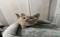 British Shorthair cats for sale: Stunning chunky British shorthair kittens GCCF Reg - Image 31