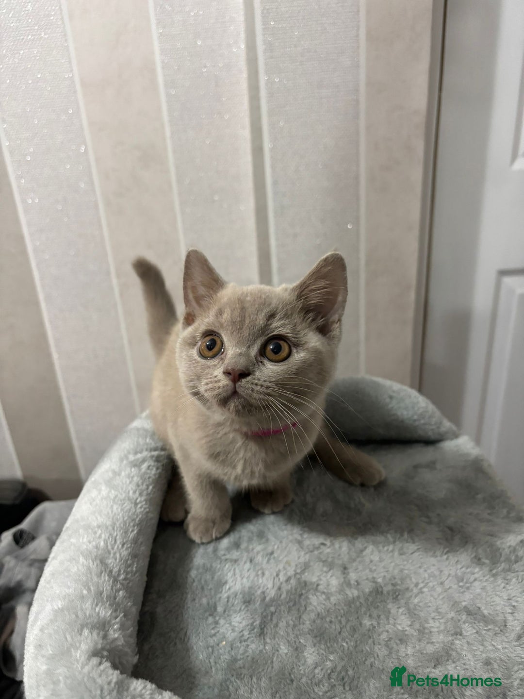 British Shorthair cats for sale: Stunning chunky British shorthair kittens GCCF Reg - Image 31