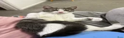 Mixed Breed cats for sale: Kitten - black & white - age 7 months- cute &quiet in Northampton - Advert 1