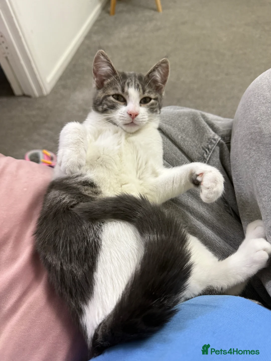 Mixed Breed cats for sale: Kitten - black & white - age 7 months- cute &quiet in Northampton - Advert 1