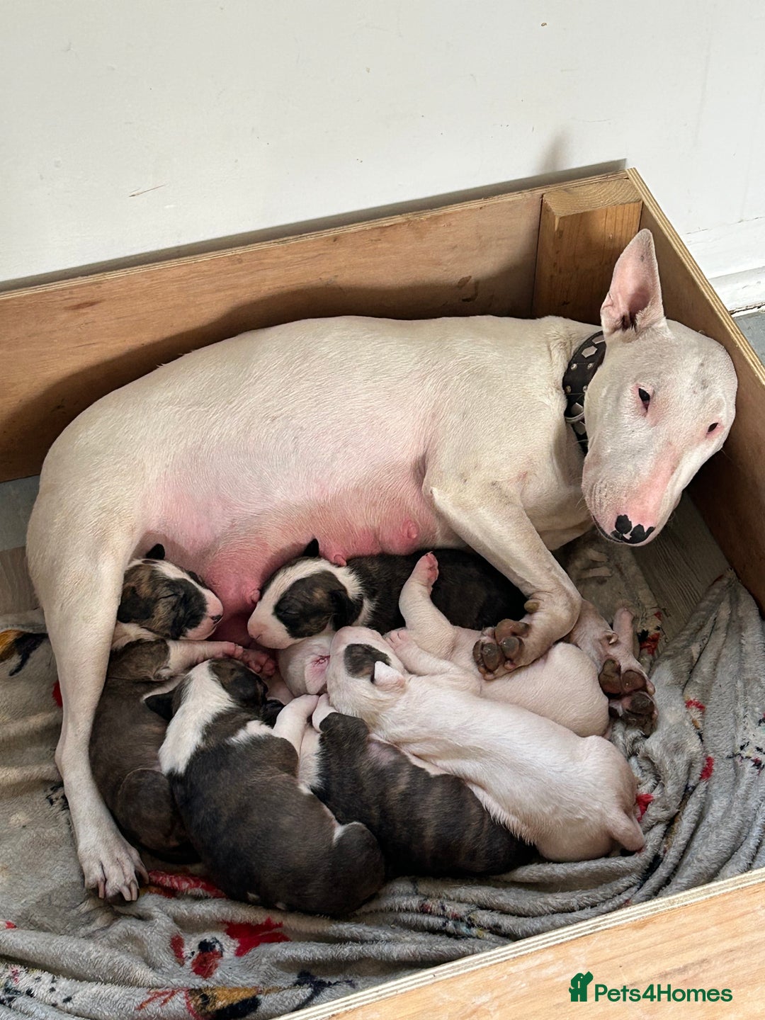 English Bull Terrier dogs for sale: Ready to leave !!! champion bloodlines kc reg - Image 16
