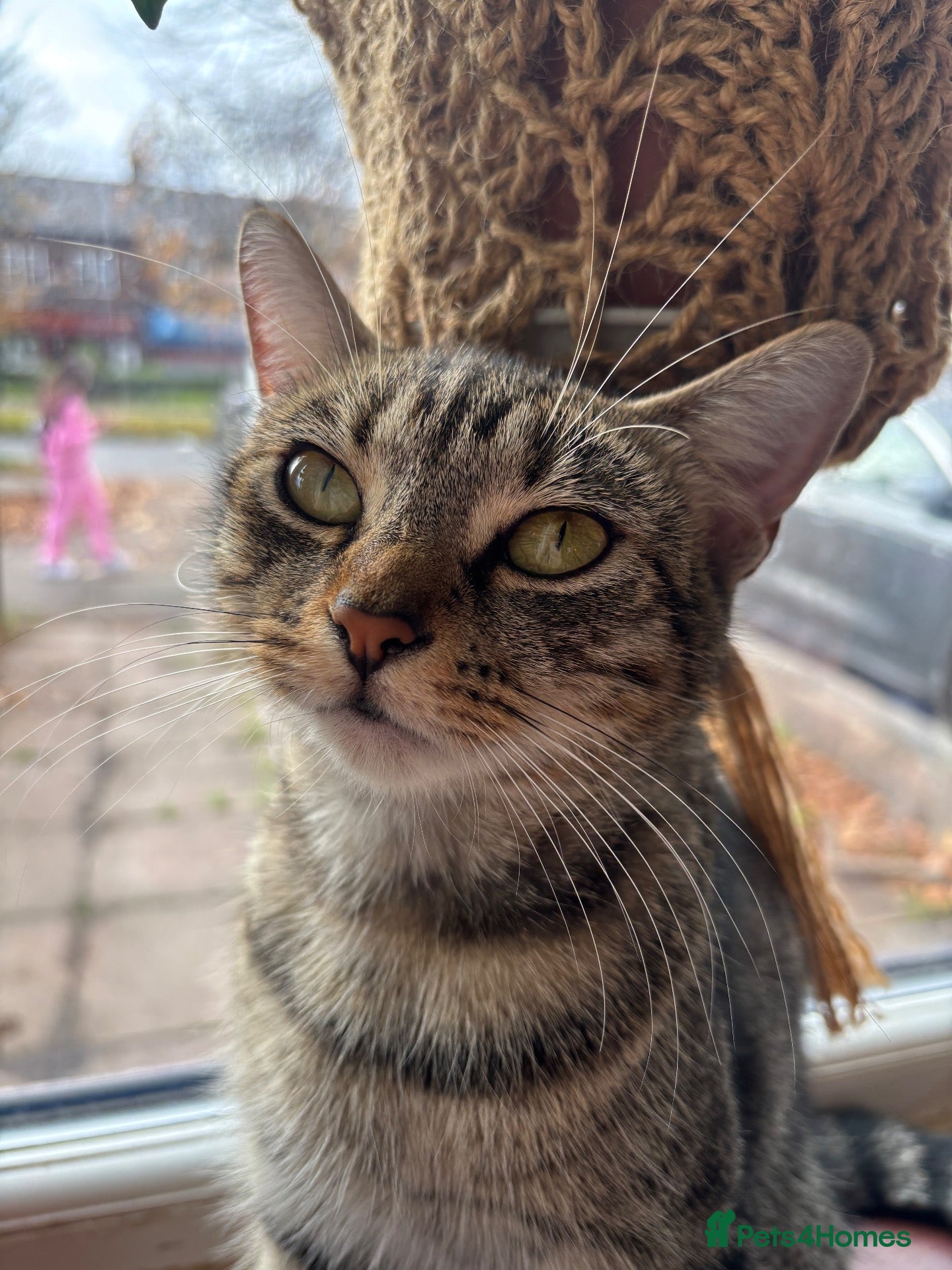 Mixed Breed cats 🐾 Beautiful Tabby Kittens ready to go ❤️ - Advert 2