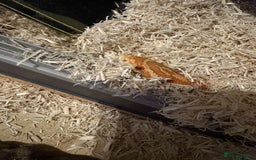Corn Snake reptiles for sale: Corn snake + set up - Image 5