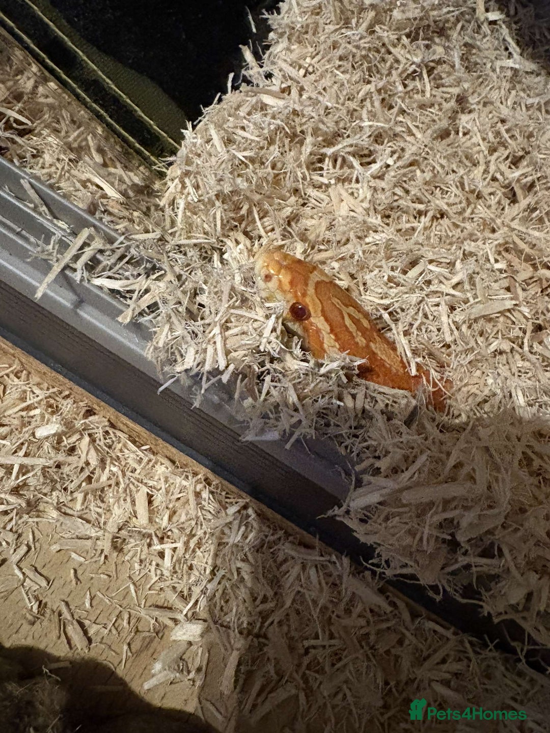 Corn Snake reptiles for sale: Corn snake + set up - Image 5