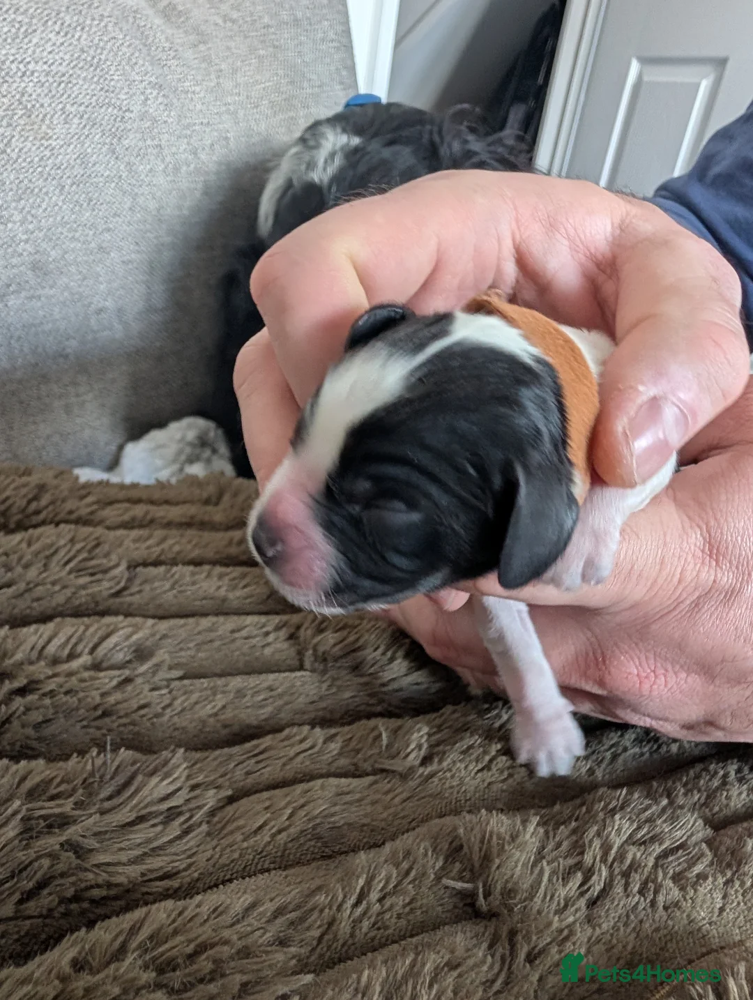 Sprocker dogs for sale: Beautiful litter of 11 Sprockers  - Advert 2