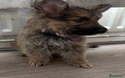 German Shepherd dogs for sale: German shepherd puppies - Image 7