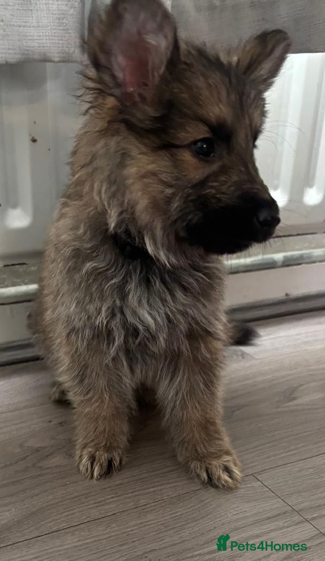 German Shepherd dogs for sale: German shepherd puppies - Image 7