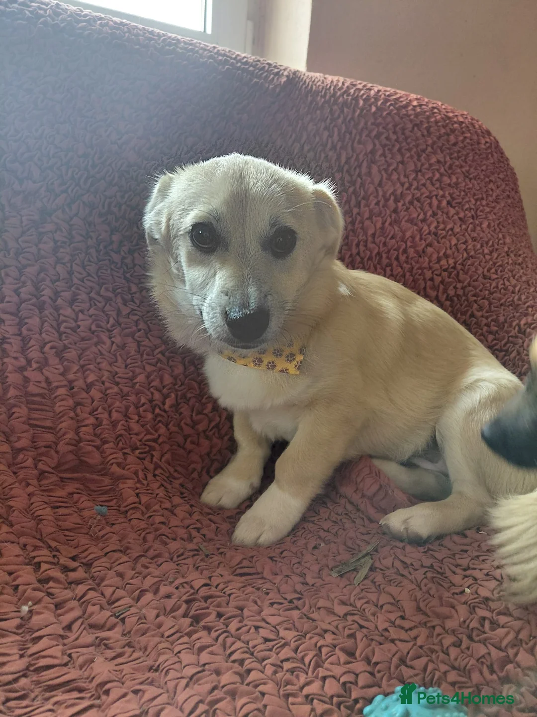 Mixed Breed dogs for adoption: 🌸Little HARA🌸- gentle, grateful and full of love - Advert 10