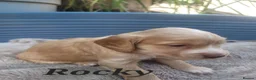 Cocker Spaniel dogs for sale: Beautiful golden working cocker spaniel puppies  - Advert 30