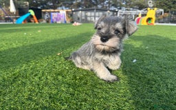 Miniature Schnauzer dogs for sale: *MINi SCHNAUZERS PUPPIES* - Image 11