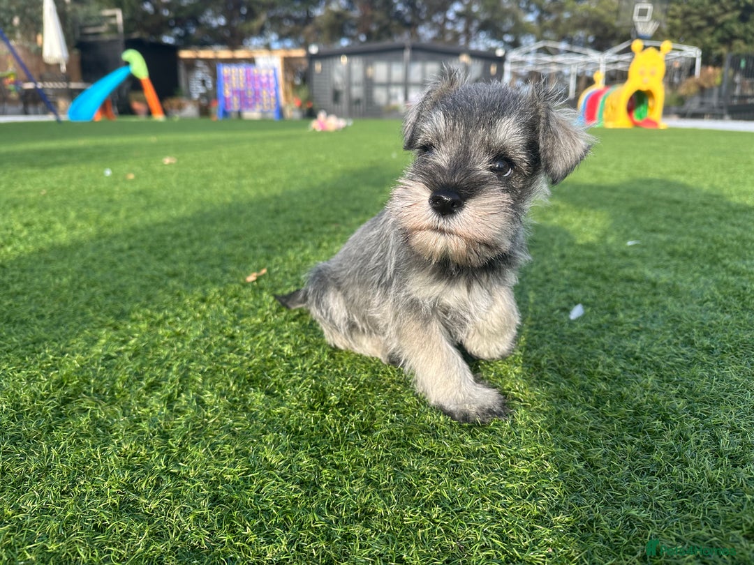 Miniature Schnauzer dogs for sale: *MINi SCHNAUZERS PUPPIES* - Image 11