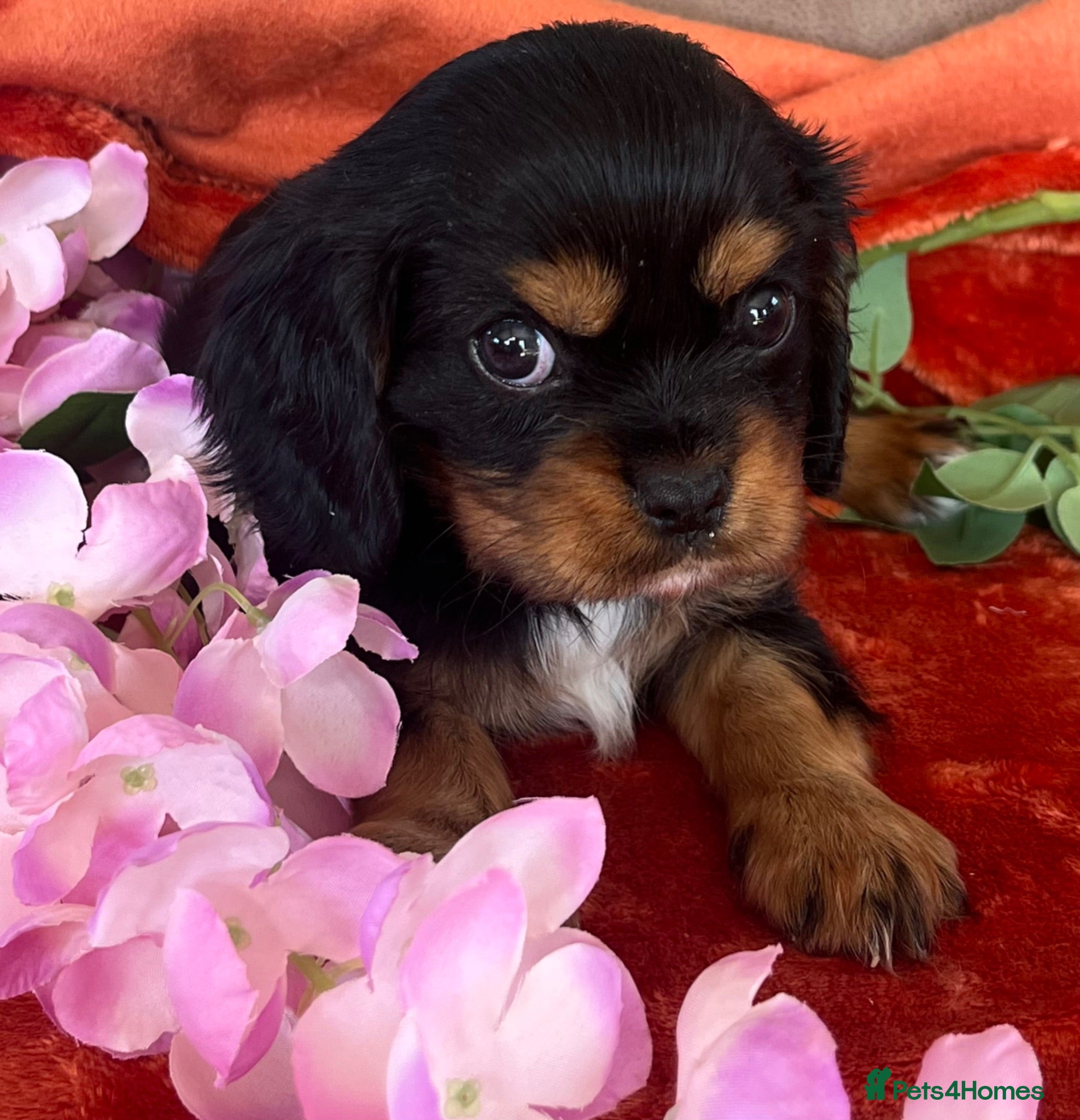 Cavalier King Charles Spaniel dogs KC Registered Cavalier puppies only one left - Advert 1