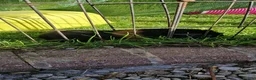 Guinea Pig rodents for sale: Smooth coat american for forever home - Advert 5