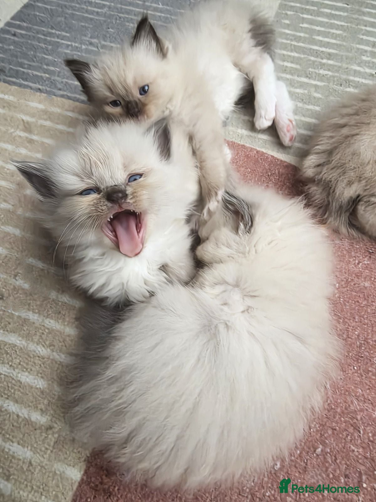 Ragdoll cats Ragdoll Kittens for sale - Advert 1