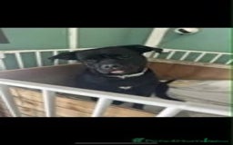 Cane Corso dogs for sale: Beautiful cane corso pup  - Advert 2