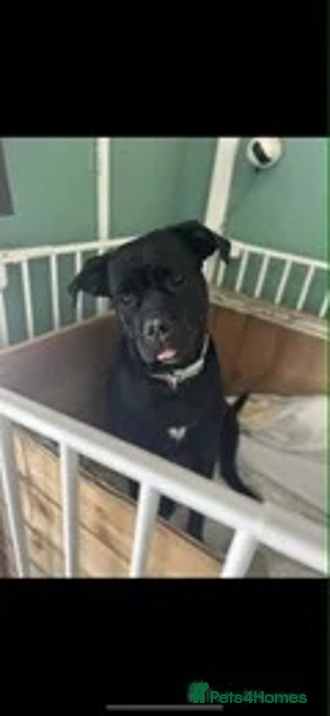 Cane Corso dogs for sale: Beautiful cane corso pup  - Advert 2