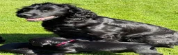 Cocker Spaniel dogs for sale: KC reg working cocker spaniel pups  - Advert 12