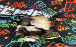Guinea Pig rodents for sale: 3 baby's for sale - Image 11