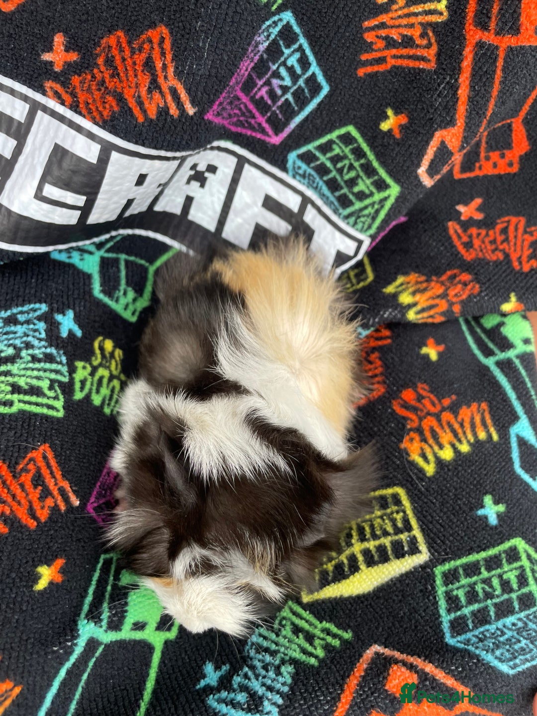 Guinea Pig rodents for sale: 3 baby's for sale - Image 11