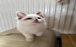Ragdoll cats for sale: Gorgeous Bi colour Ragdoll kittens  - Image 2
