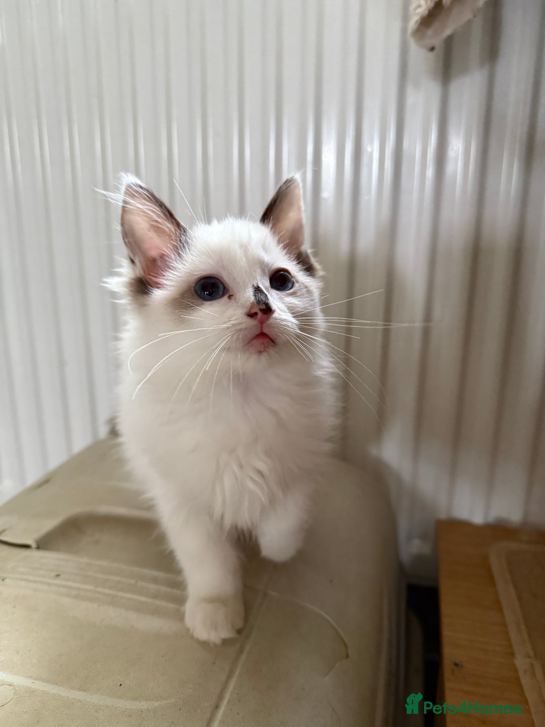 Ragdoll cats for sale: Gorgeous Bi colour Ragdoll kittens  - Image 2