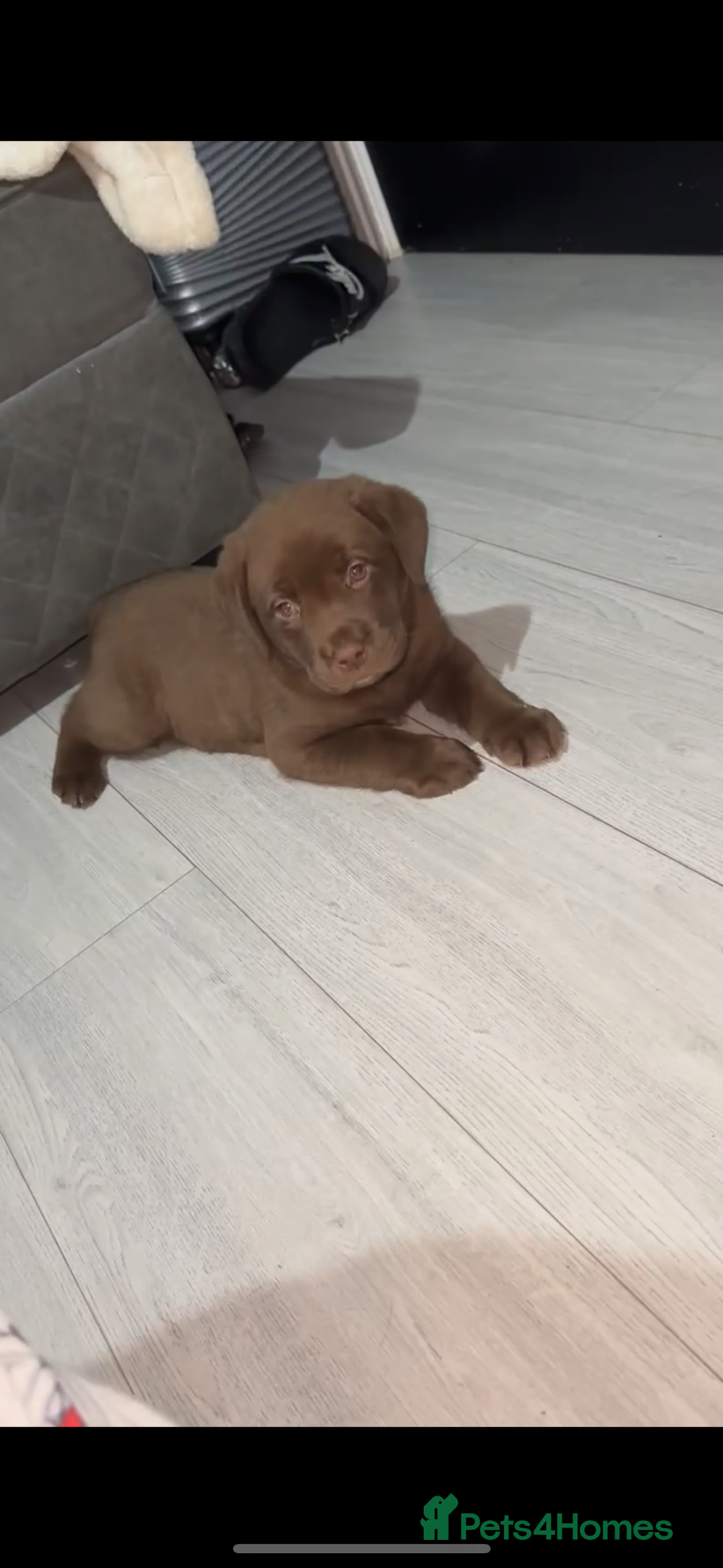 Labrador Retriever dogs for sale: 2 chunky male labs  - Advert 4