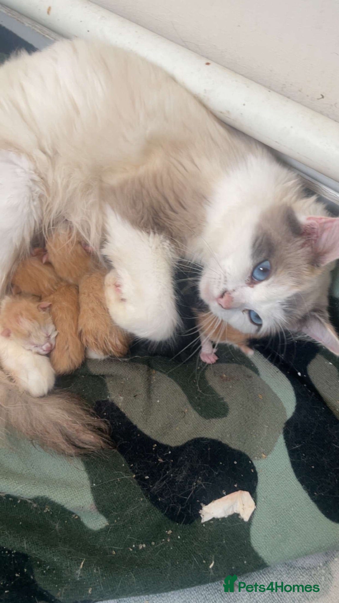 Ragdoll cats Half ragdoll kittens for sale  - Advert 8