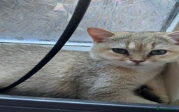 British Shorthair cats for sale: Caring, loving BSH Golden Boy Available  - Image 2