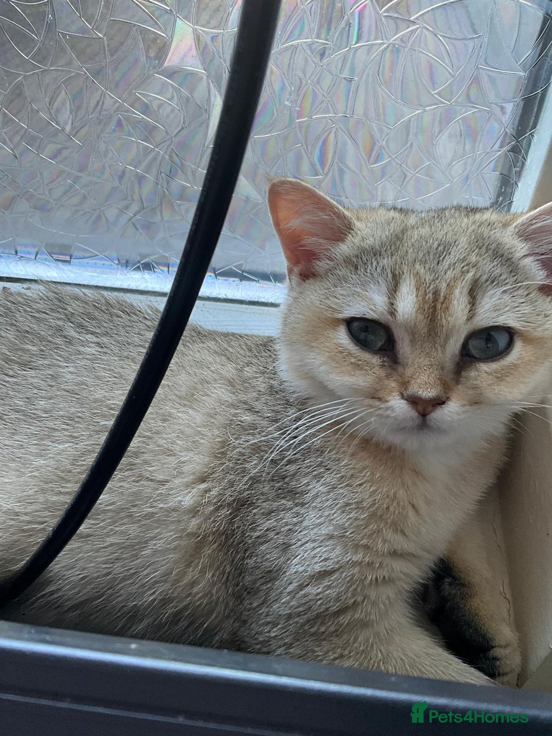 British Shorthair cats for sale: Caring, loving BSH Golden Boy Available  - Image 2