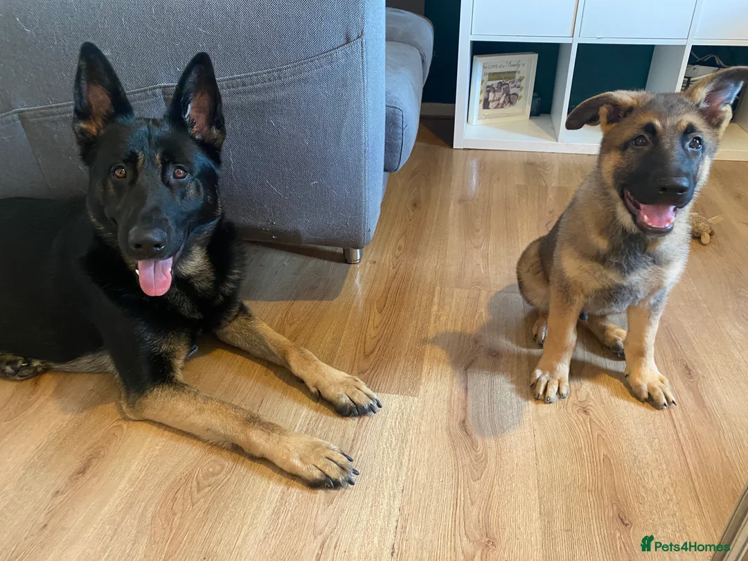 German Shepherd dogs for sale: Beautiful German shepherd pups **DM Clear!** - Advert 17