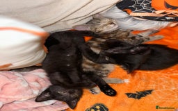 Mixed Breed cats for sale: Tabby and black kittens  - Image 19