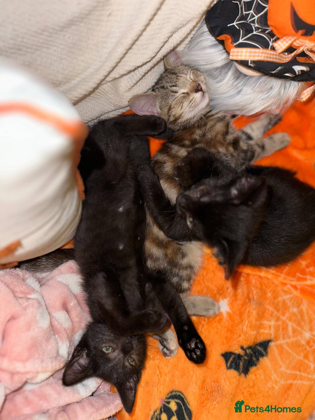 Mixed Breed cats for sale: Tabby and black kittens  - Image 19