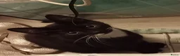 British Shorthair cats for sale: Beautiful kittens ready for loving homes. in London - Advert 22