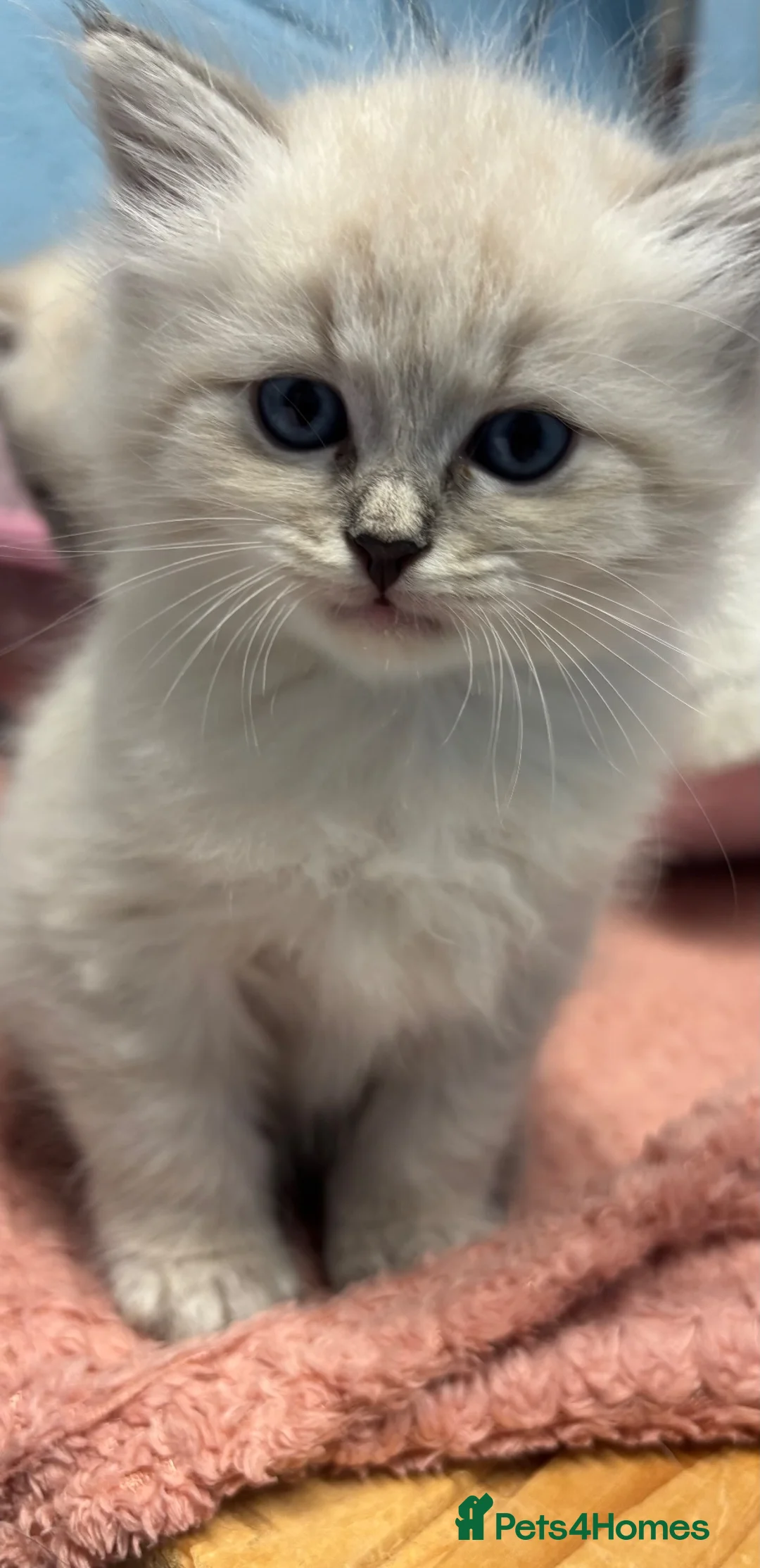 Siberian cats for sale: Registered Siberian kitttens - Advert 2
