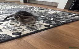 Mixed Breed cats for sale: Kittens ready for their new homes - Image 2