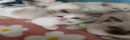 Ragdoll cats for sale: GCCF registered Ragdoll kittens  - Advert 19