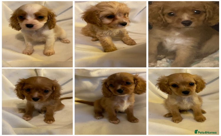 Cavapoo dogs DNA CLEAR & BVA HEART/EYES CERTS CAVAPOO - Advert 7