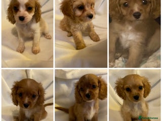 Cavapoo dogs DNA CLEAR & BVA HEART/EYES CERTS CAVAPOO - Advert 9